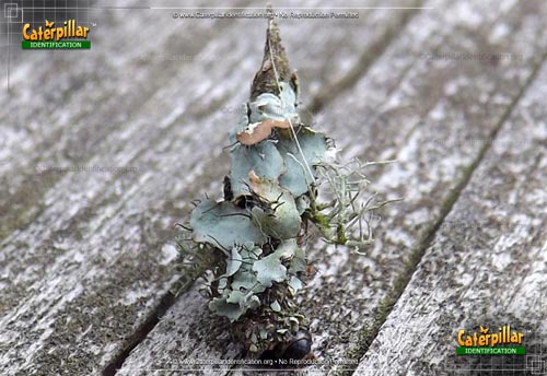 Thumbnail image #3 of the Evergreen Bagworm