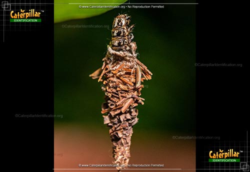 Thumbnail image #2 of the Evergreen Bagworm