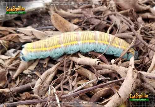 Thumbnail image of the Fig Sphinx Moth Caterpillar