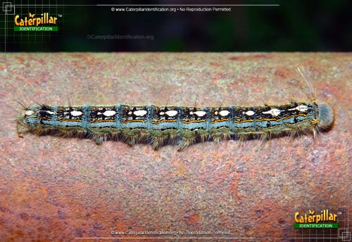 Thumbnail image of the Forest Tent Caterpillar