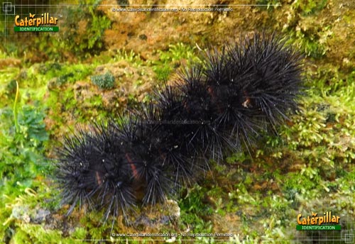 Thumbnail image of the Giant Leopard Moth Caterpillar