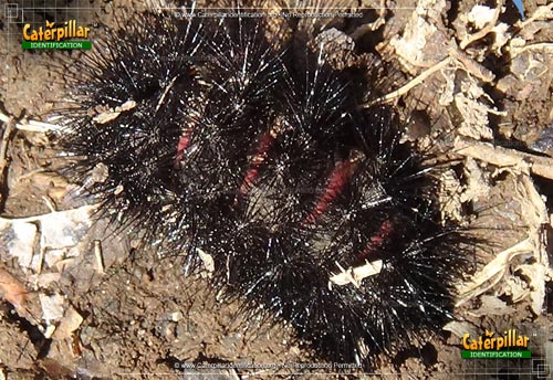 Thumbnail image of the Giant Leopard Moth Caterpillar