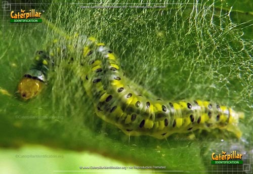 Thumbnail image of the Hahncappsia Moth Caterpillar