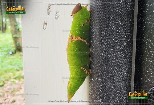 Thumbnail image #2 of the Heterocampa Moth
