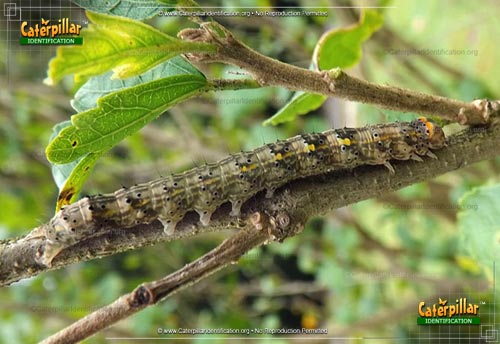 Thumbnail image of the Hibiscus Leaf Caterpillar
