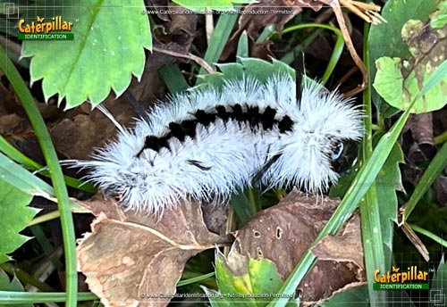 Thumbnail image of the Hickory Tussock Moth Caterpillar