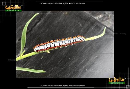 Thumbnail image of the Hooded Owlet Moth Caterpillar