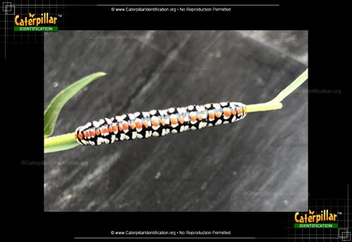 Thumbnail image #2 of the Hooded Owlet Moth Caterpillar