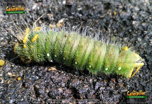 Thumbnail image of the Imperial Moth Caterpillar