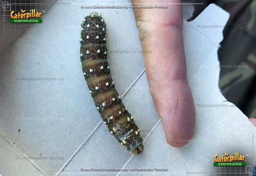 Thumbnail image #5 of the Imperial Moth Caterpillar