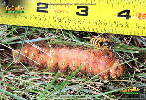 Thumbnail image #6 of the Imperial Moth Caterpillar