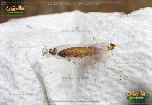 Thumbnail image of the Indianmeal Moth Caterpillar