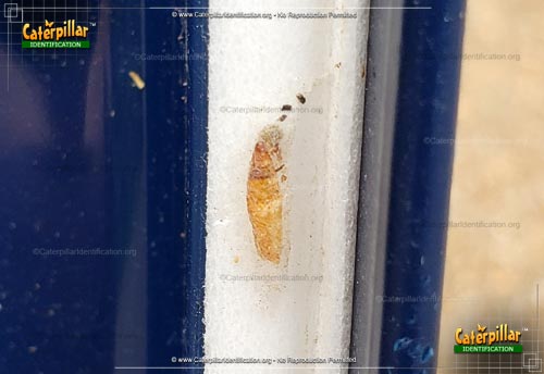 Thumbnail image #2 of the Indianmeal Moth Caterpillar