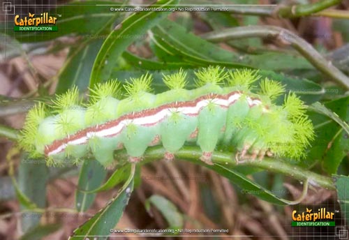 Thumbnail image of the Io Moth Caterpillar