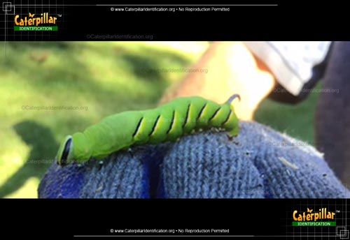 Thumbnail image of the Laurel Sphinx Moth Caterpillar