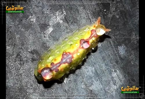 Thumbnail image of the Long-horned Slug