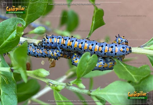 Thumbnail image of the Crambid Moth Caterpillar