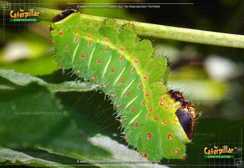 Thumbnail image #2 of the Luna Moth Caterpillar