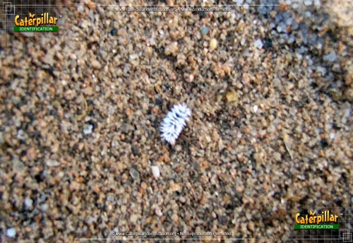 Thumbnail image #2 of the Mealybug Destroyer Beetle Larva