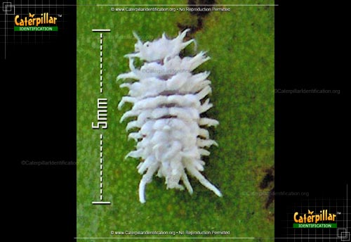 Thumbnail image of the Mealybug Destroyer Beetle Larva
