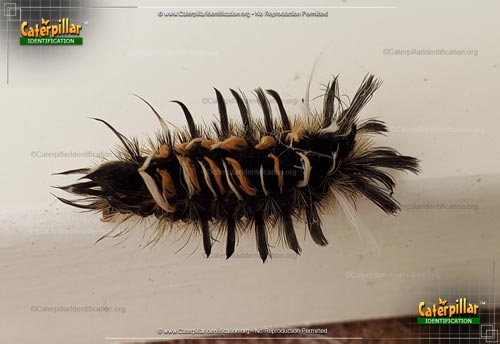 Thumbnail image #3 of the Milkweed Tussock Moth Caterpillar