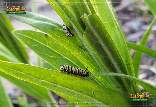 Thumbnail image #5 of the Monarch Butterfly Caterpillar