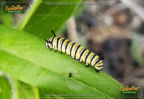 Thumbnail image #4 of the Monarch Butterfly Caterpillar