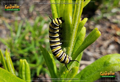 Thumbnail image #2 of the Monarch Butterfly Caterpillar