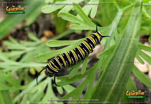 Thumbnail image #6 of the Monarch Butterfly Caterpillar