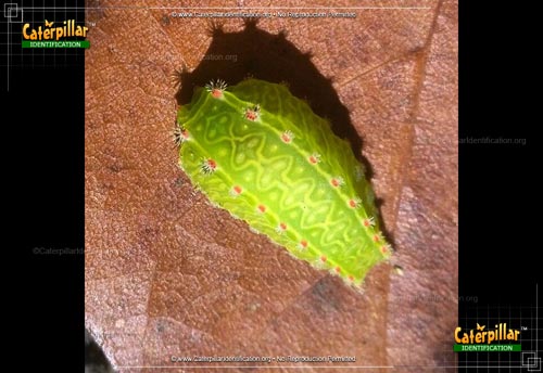 Thumbnail image of the Nason's Slug