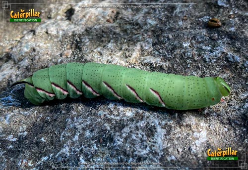 Thumbnail image of the Northern Apple Sphinx Moth Caterpillar