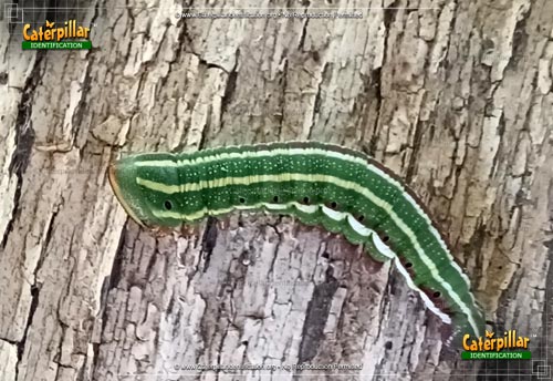 Thumbnail image of the Northern Pine Sphinx Moth Caterpillar