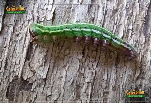 Thumbnail image #2 of the Northern Pine Sphinx Moth Caterpillar