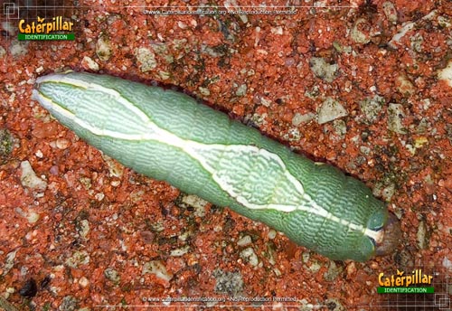 Thumbnail image #2 of the Oblique Heterocampa Moth Caterpillar