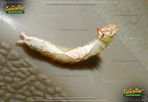 Thumbnail image #3 of the Oblique Heterocampa Moth Caterpillar