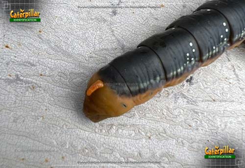Thumbnail image #3 of the Oleander Hawk Moth Caterpillar