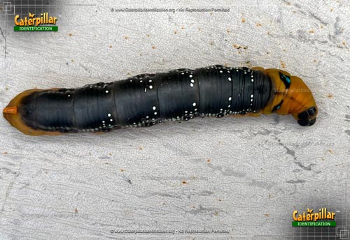 Thumbnail image of the Oleander Hawk Moth Caterpillar