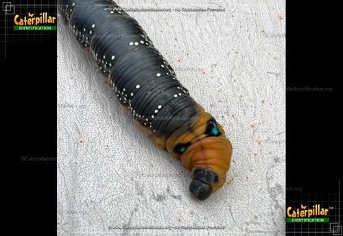 Thumbnail image #5 of the Oleander Hawk Moth Caterpillar