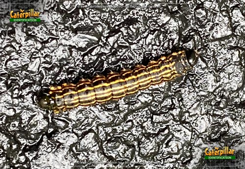 Thumbnail image #2 of the Orange-tipped Oakworm Moth Caterpillar