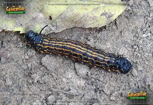 Thumbnail image of the Orange-tipped Oakworm Moth Caterpillar