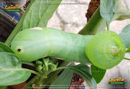 Thumbnail image #3 of the Pandorus Sphinx Moth Caterpillar