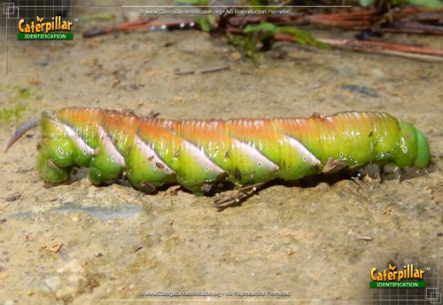 Thumbnail image of the Paw Paw Sphinx Moth Caterpillar