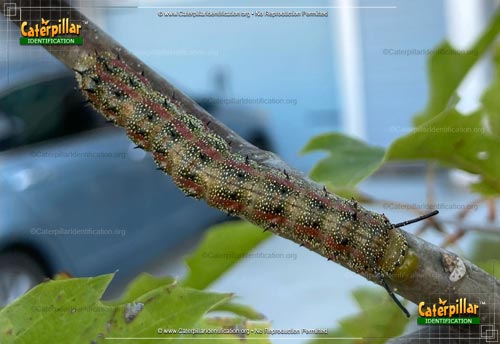 Thumbnail image of the Pink-striped Oakworm