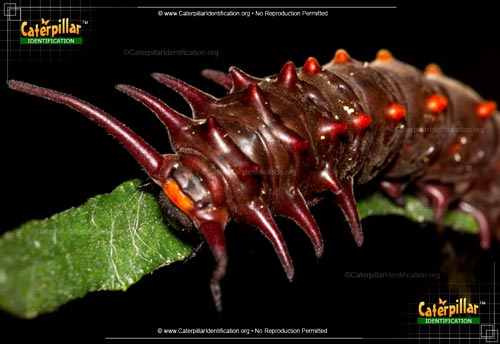 Thumbnail image of the Pipevine Swallowtail Butterfly Caterpillar