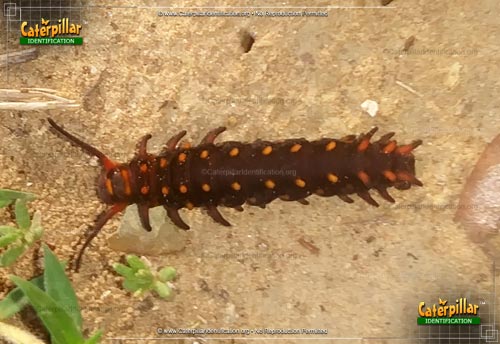 Thumbnail image #3 of the Pipevine Swallowtail Butterfly Caterpillar