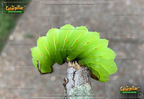 Thumbnail image of the Polyphemus Moth Caterpillar