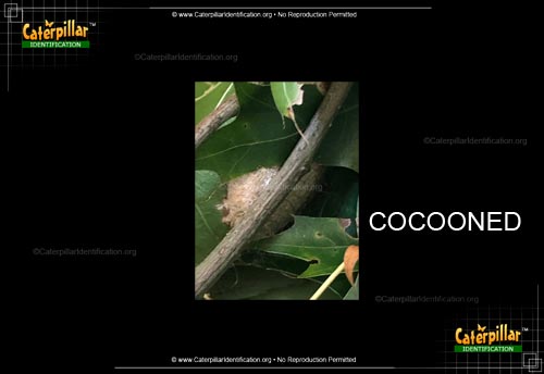 Thumbnail image #3 of the Polyphemus Moth Caterpillar