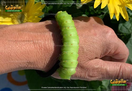 Thumbnail image #5 of the Polyphemus Moth Caterpillar