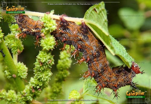 Thumbnail image #4 of the Question Mark Caterpillar