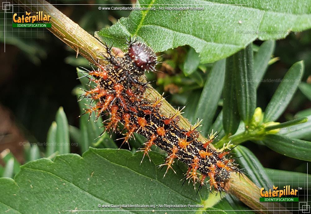 Thumbnail image #5 of the Question Mark Caterpillar